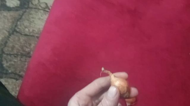 Выращивания лука на зелень зимой на подоконнику. Бизнес план.
