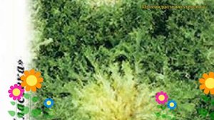 Салат листовой Эндивий Кружево. Краткий обзор, описание характеристик lactuca sativa