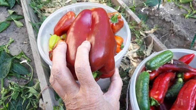 ПЕРЕЦ БОЛГАРСКИЙ ОГ краснеет отлично после стрижки 12 дней прошло 🌶 УРОЖАЙ 🌶 с Мариной Гусаковой