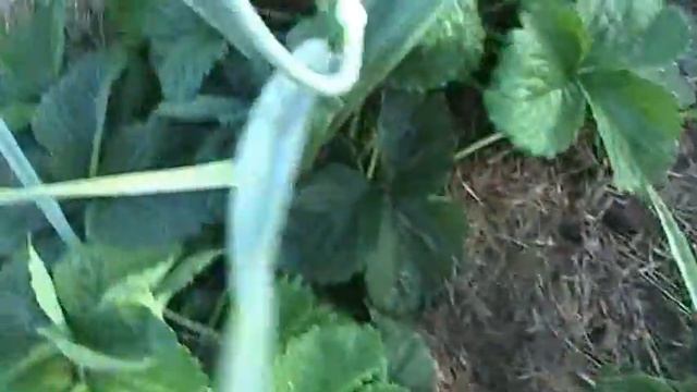 Земляника садовая сорта Шнайдер // секреты хороших урожаев. смотреть онлайн