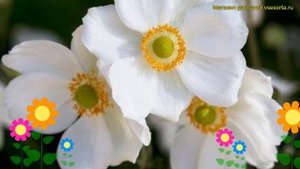 Анемона японская Андреа Аткинсон. Краткий обзор, описание характеристик anemone jap. Andrea Atkinso