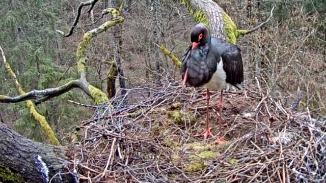 Гнездо черного аиста 2015_04_04_13_26 смотреть онлайн