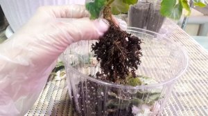 НЕ ПРОПУСТИТЕ ПРОБЛЕМУ! Почему ГНИЮТ Фиалки?