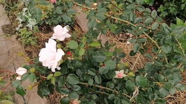 И ещё немного о красивых розах...Сорта: Полька, Эльф, Супер трупер... #розывсаду#цветениероз