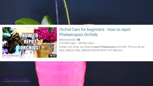 Orchid Care for Beginners - What to do after Phalaenopsis blooms fall? Cutting spike & aftercare смотреть онлайн