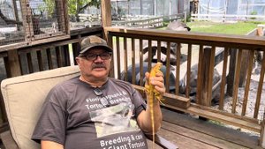It's over,  no more Green Iguanas allowed  in Florida, only a few days left before being destroyed