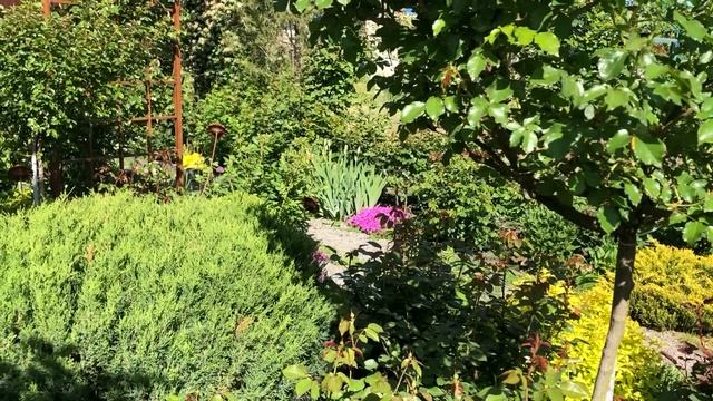 Еще раз о розах и ... Плантафоле. смотреть онлайн