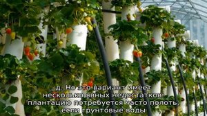 Клумба для клубники