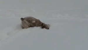 Американский кокер спаниель "Джесси" 16.01.2021г