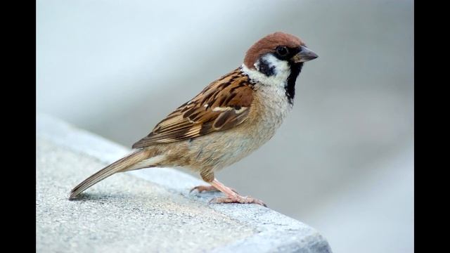 Аудио - стих _Детки в клетке_ смотреть онлайн