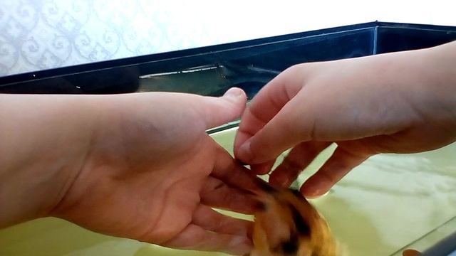 СУПЕР! ручной клариевый сом в аквариуме