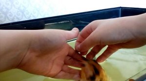 СУПЕР! ручной клариевый сом в аквариуме