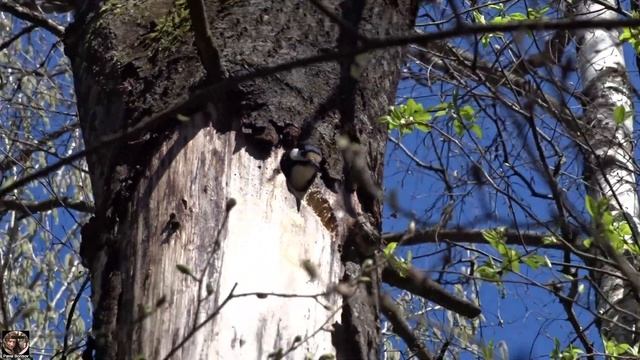 Смена караула у семьи дятлов. Самка сменяет самца. Самец улетает с радостным криком. #пестрыйдятел смотреть онлайн