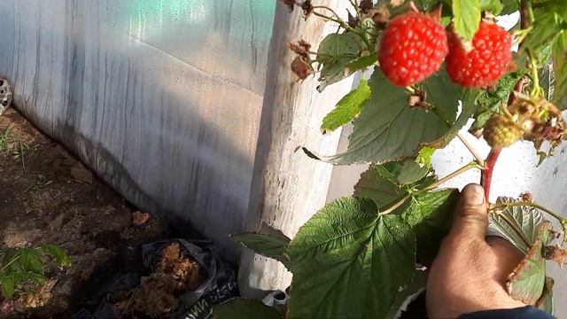 Ремонтантная малина Кванза , самая сладка и урожайная. смотреть онлайн