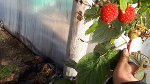 Ремонтантная малина Кванза , самая сладка и урожайная.