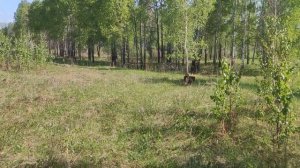 Канадский волк - гибрид. Конец мая 2023 года в Сибири.