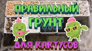 Правильный грунт для кактусов. Пересадка кактуса и выбор подходящего горшка.