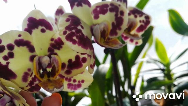 #Обзор орхидей с названиями? смотреть онлайн