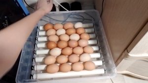 Закладка яиц в инкубатор с AliExpress