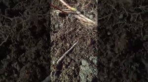 Дерен (2 часть-итог размножения)