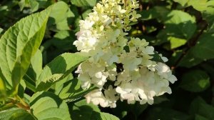 Цветение метельчатой гортензии ФРАЙЗ МЕЛЬБА (Подмосковье)