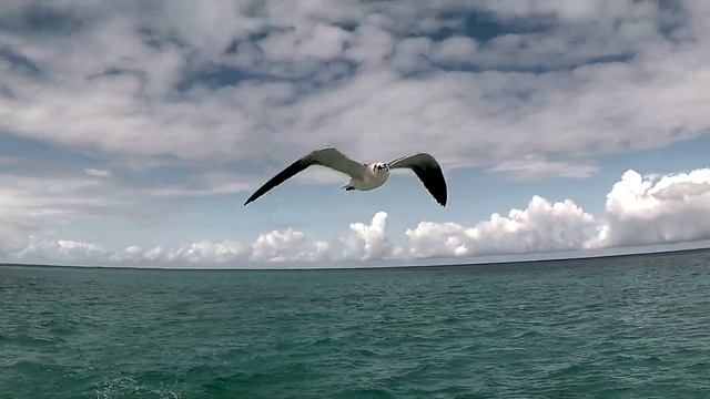 Melia Cayo Coco | Куба | Cayo Coco смотреть онлайн