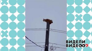 Бесстрашный кот-альпинист. Видели видео? Фрагмент выпуска от 28.02.2021