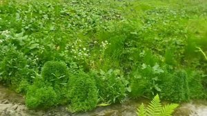 Круговорот воды ложь! Как рождаются реки. Новосоздающаяся вода вытекает из недр. Исток реки.