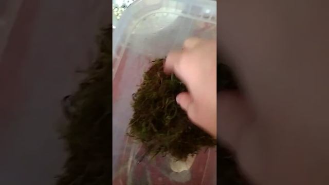 Первая кладка улиток