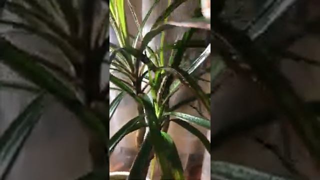 Как правильно ухаживать за листьями драцены ? смотреть онлайн