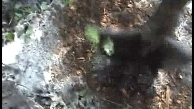 Подкормка и полив  деревьев весной.