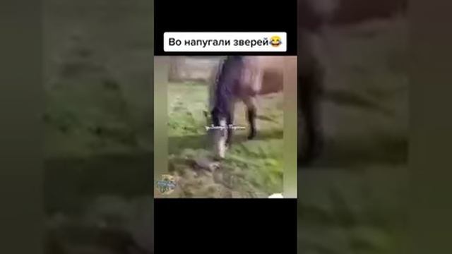 Сами испугались.