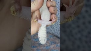 Определяем пол эублефаров. Как не ошибиться?