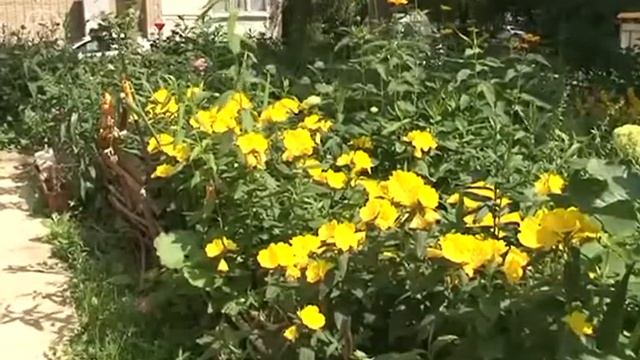 Палисадники и цветники — лучшее украшение поселка