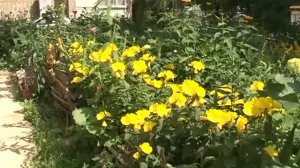 Палисадники и цветники — лучшее украшение поселка