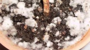 Плесень в горшках комнатных растений. Откуда она берётся и как с ней бороться.