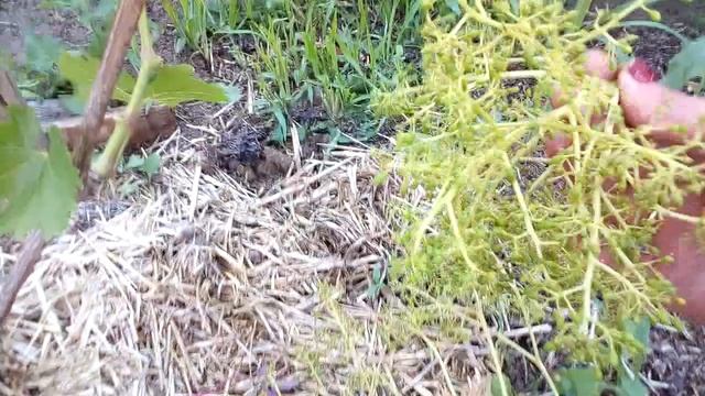 Виноград Велес,нормировка молодого куста смотреть онлайн