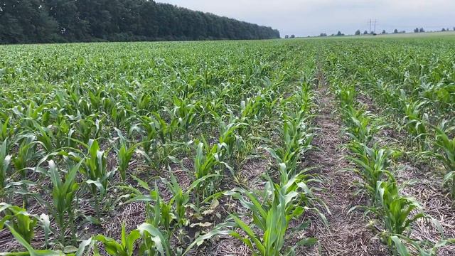 Дія гербіциду Елюміс 1.8л/га на кукурудзу та бур’яни смотреть онлайн