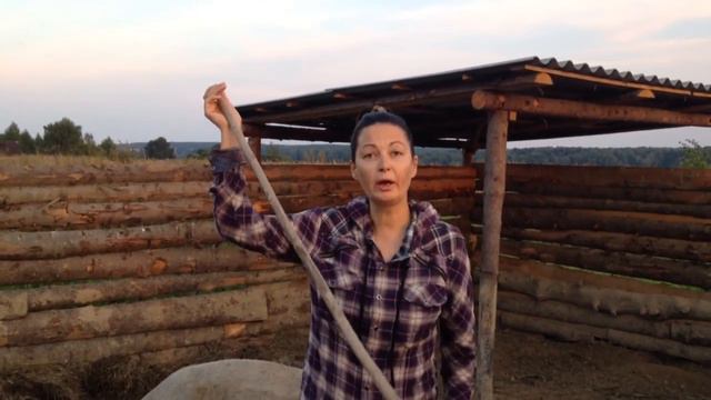 Венгерская мангалица. смотреть онлайн