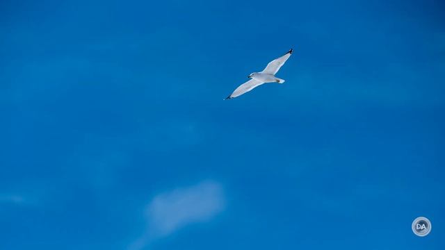 Fujifilm X-H2 Quick Review | Fuji's Jack of All Trades смотреть онлайн