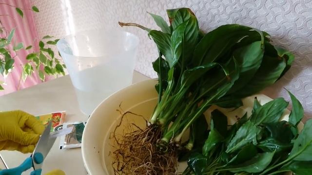 Спасаю спатифиллум ! Еще одна реанимация!