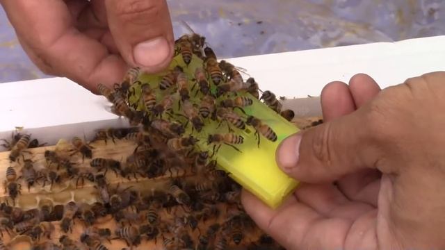 Пчеловодство.Матка от Ральфа Колбэ! смотреть онлайн