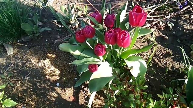 Тюльпаны в моём саду. смотреть онлайн