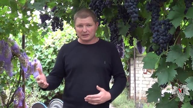 Осенние работы на винограднике. Виноград 2017. смотреть онлайн