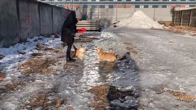ЭКСПЕРИМЕНТ на прогулке с собаками? Вельш корги Таффи и Сэдди