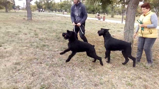 п-к Роман-Кош Роман-Кош Улан-Батор и  Цирцея. Пулька. 26.09.21. Нац. в-ка. парк Учкуевка смотреть онлайн