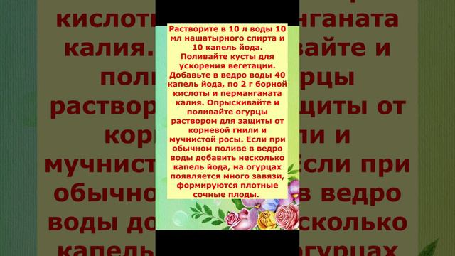 Как подкармливать Огурцы в открытом грунте.