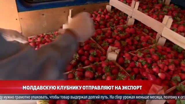 Молдавскую клубнику отправляют на экспорт смотреть онлайн