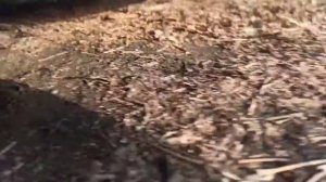 Неизвестная причина течет масло Lanos Poland 1.5