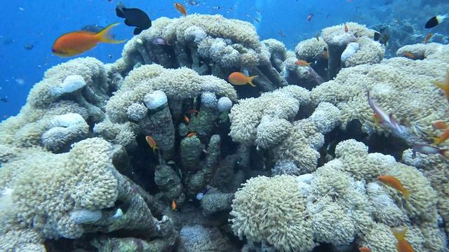 цветная капуста